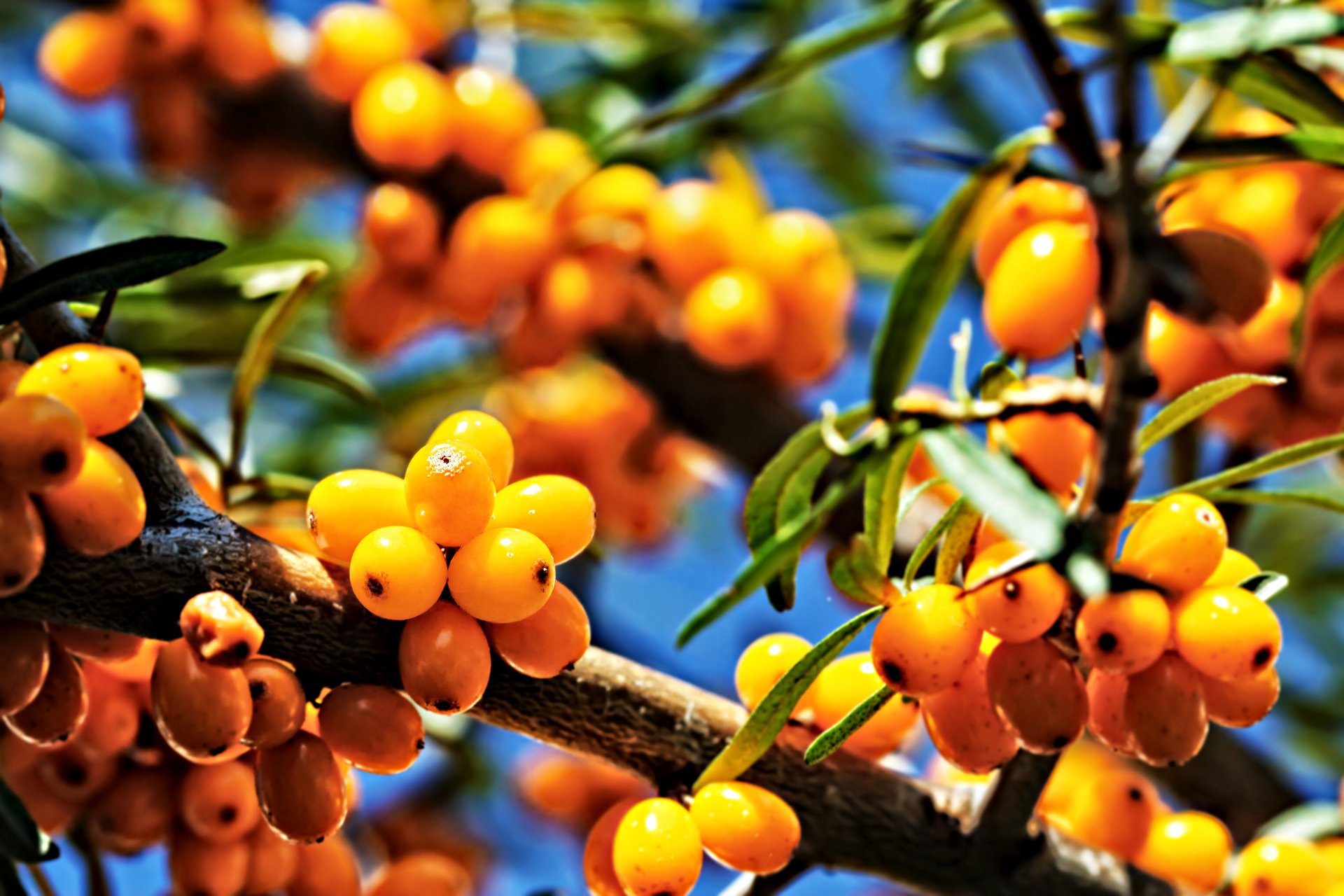 Sea-buckthorn